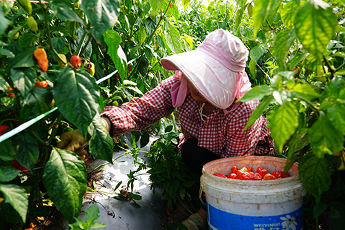 澄江左所社区:工业辣椒结硕果乡村振兴添活力.jpg 澄江左所社区:工业辣椒结硕果乡村振兴添活力.jpg