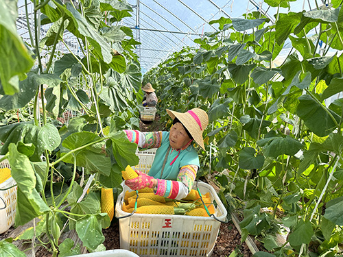 水果丰收漫金秋.jpg 水果丰收漫金秋.jpg