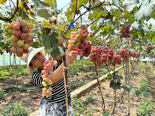 水果丰收漫金秋1.jpg 水果丰收漫金秋1.jpg