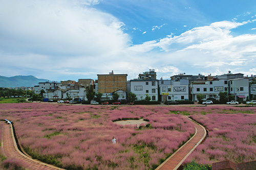 粉黛花海引客来.jpg 粉黛花海引客来.jpg