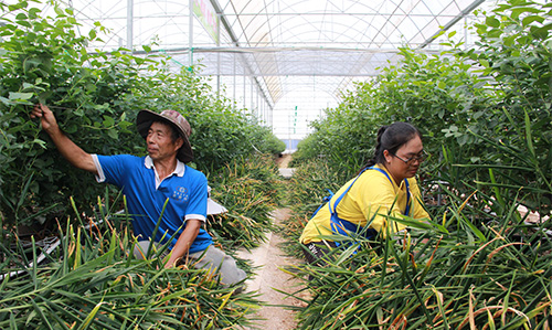 蓝莓小黄姜同种植一棚双收增效益.jpg 蓝莓小黄姜同种植一棚双收增效益.jpg