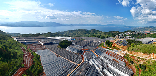 澄江建成现代农业基地649个.jpg 澄江建成现代农业基地649个.jpg