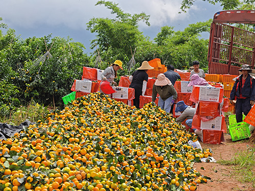 新平县18万余亩柑橘陆续成熟上市.jpg