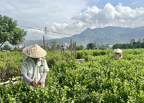 茉莉香飘致富路.jpg 茉莉香飘致富路.jpg