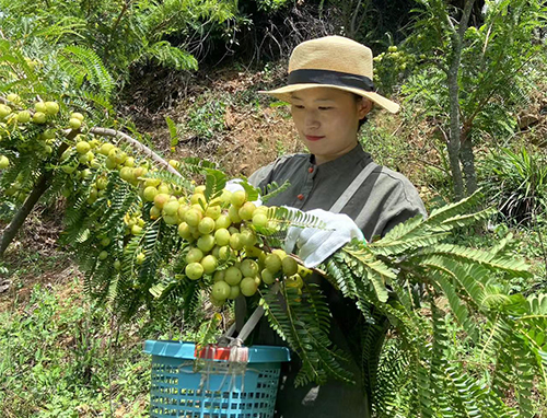 咪哩乡种植滇橄榄拓宽致富路.jpg 咪哩乡种植滇橄榄拓宽致富路.jpg
