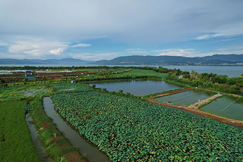 鱼藕共养护生态.jpg 鱼藕共养护生态.jpg