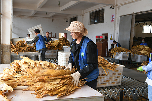 澄江圆满完成烟叶收购任务.jpg 澄江圆满完成烟叶收购任务.jpg