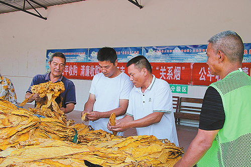 古城街道完成烤烟收购任务.jpg 古城街道完成烤烟收购任务.jpg