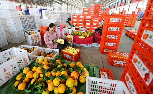 华宁柑橘远销俄罗斯.jpg