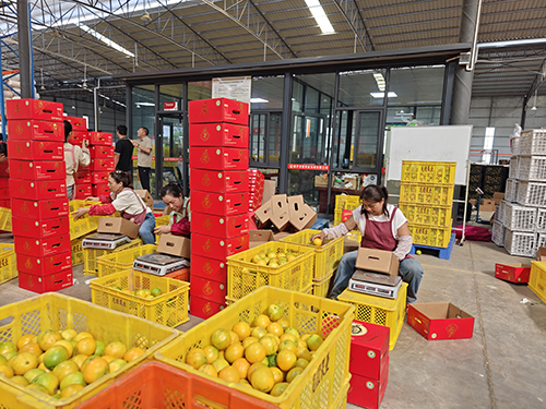 新平冰糖橙进入采摘销售高峰期.jpg 新平冰糖橙进入采摘销售高峰期.jpg