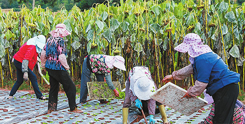 烟菜轮作增效益.jpg 烟菜轮作增效益.jpg