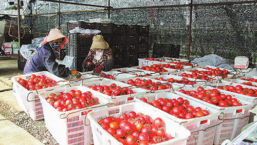 九溪镇番茄错峰上市受青睐.jpg 九溪镇番茄错峰上市受青睐.jpg