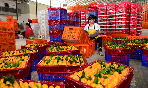 柑橘飘香迎丰收.jpg 柑橘飘香迎丰收.jpg