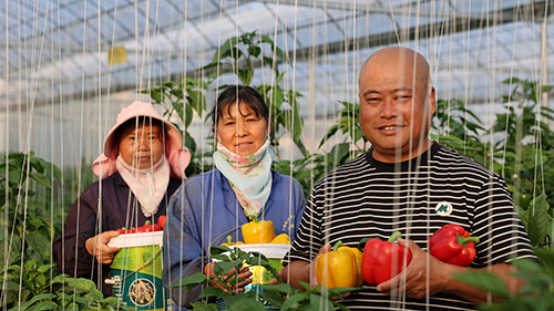 彩椒走俏市场.jpg 彩椒走俏市场.jpg