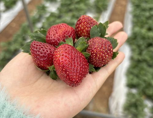 草莓上市 价格偏高.jpg 草莓上市 价格偏高.jpg