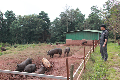 山猪科技小院助力乡村振兴.jpg 山猪科技小院助力乡村振兴.jpg