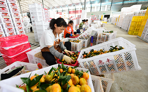 华溪镇:“一棵柑橘”撬动发展.jpg 华溪镇:“一棵柑橘”撬动发展.jpg