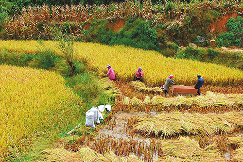 哈尼梯田奏响丰收曲.jpg 哈尼梯田奏响丰收曲.jpg