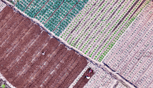 抢抓农时忙生产.jpg 抢抓农时忙生产.jpg