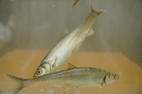 守着湖畔渔沟捕白鱼1.jpg 守着湖畔渔沟捕白鱼1.jpg