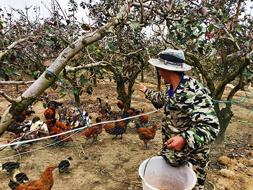 侯家沟三千亩梨园助农增收.jpg 侯家沟三千亩梨园助农增收.jpg