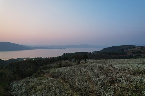 侯家沟三千亩梨园助农增收1.jpg 侯家沟三千亩梨园助农增收1.jpg