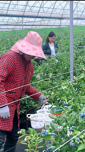 蓝莓产业成为驱动乡村振兴的“蓝色引擎”.jpg 蓝莓产业成为驱动乡村振兴的“蓝色引擎”.jpg