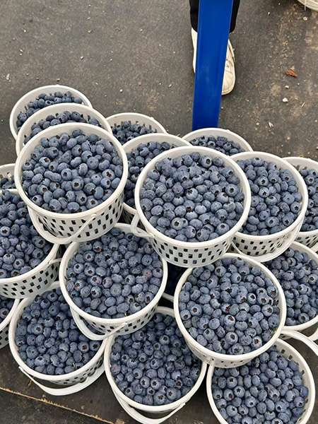 蓝莓产业成为驱动乡村振兴的“蓝色引擎”1.jpg 蓝莓产业成为驱动乡村振兴的“蓝色引擎”1.jpg