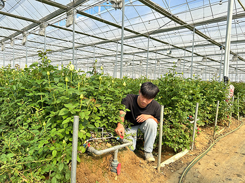 红塔区走上农业增产快车道1.jpg 红塔区走上农业增产快车道1.jpg