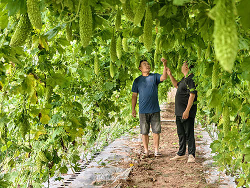 漠沙镇：轮作增效益 赋能产业兴.jpg