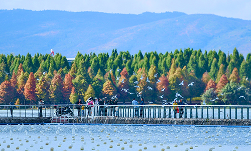 红嘴鸥飞临星云湖越冬.jpg 红嘴鸥飞临星云湖越冬.jpg