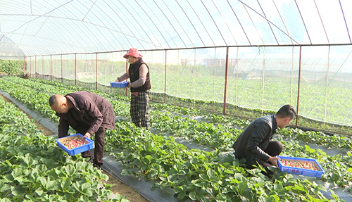 可官社区:草莓迎丰收 日子更红火.jpg 可官社区:草莓迎丰收 日子更红火.jpg