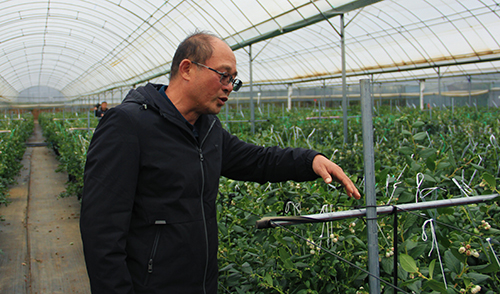 星云湖畔结出 “致富果”.jpg