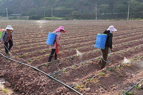 雪茄烟田施肥忙.jpg 雪茄烟田施肥忙.jpg