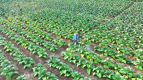 烤烟长势好 田间管护忙.jpg