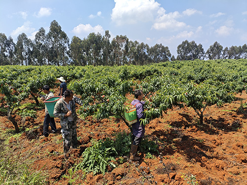 歪头山千亩桃林结出“致富果”.jpg 歪头山千亩桃林结出“致富果”.jpg
