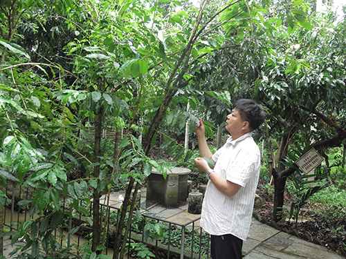 中国传统村落里“重生”的网红打卡树.jpg 中国传统村落里“重生”的网红打卡树.jpg