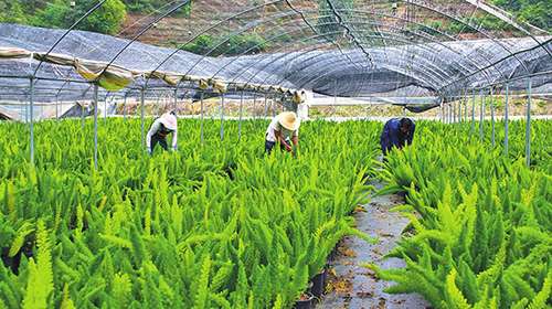 新寨村种植狐尾天门冬效益好.jpg 新寨村种植狐尾天门冬效益好.jpg