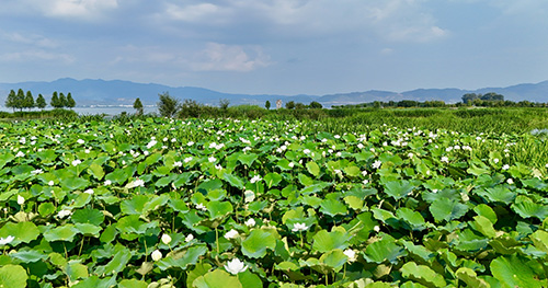 星云湖畔荷花绽放1.jpg