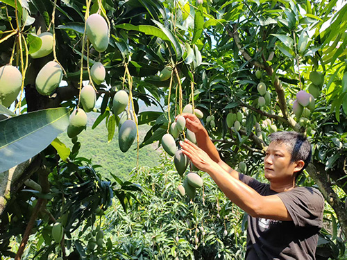元江县持续推动芒果品牌建设.jpg 元江县持续推动芒果品牌建设.jpg