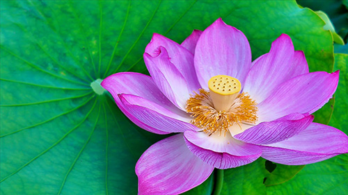 桂井荷花盛夏别样红.jpg 桂井荷花盛夏别样红.jpg