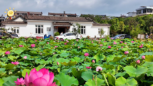 桂井荷花盛夏别样红1.jpg 桂井荷花盛夏别样红1.jpg