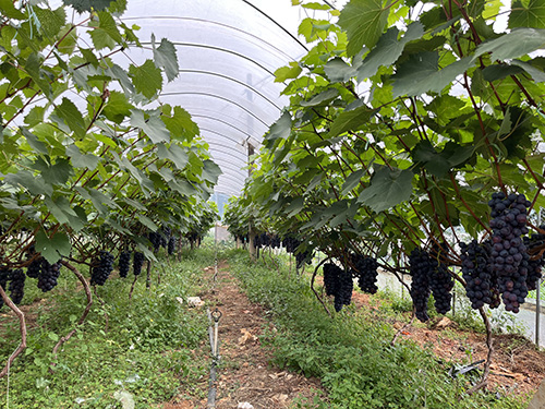 研和夏黑葡萄熟了.jpg 研和夏黑葡萄熟了.jpg