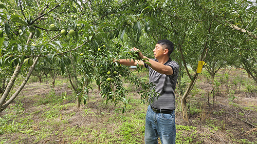 甜蜜产业助力乡村振兴.jpg 甜蜜产业助力乡村振兴.jpg