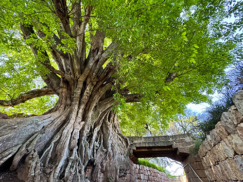 路居古榕,演绎人湖树共生共荣千年神话1.jpg 路居古榕,演绎人湖树共生共荣千年神话1.jpg