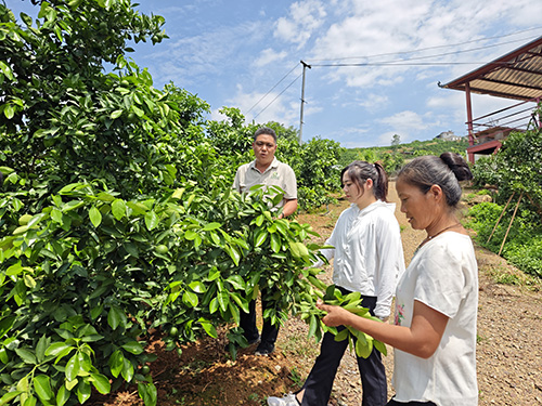 新平县探索“125”联农带农模式提升柑橘生产质效.jpg 新平县探索“125”联农带农模式提升柑橘生产质效.jpg