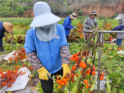 小南瓜“变身”鲜切花.jpg 小南瓜“变身”鲜切花.jpg