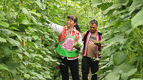 里山乡四季豆迎来采摘旺季.jpg 里山乡四季豆迎来采摘旺季.jpg