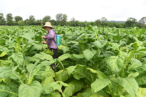 烤烟中耕管理忙.jpg 烤烟中耕管理忙.jpg