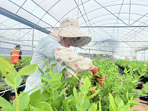 澄江市海口镇以“14315”模式破题——.jpg 澄江市海口镇以“14315”模式破题——.jpg